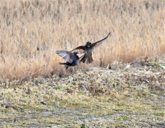 ⑧空中でやり合うツグミ