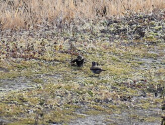 ⑨また降りて向き合う