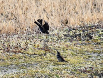 ⑩また上から攻撃する
