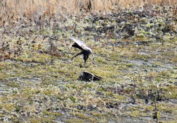 ⑪うずくまるツグミ
