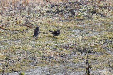 ⑫また向き合うツグミ