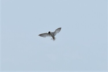 ホバリングしてロックオン