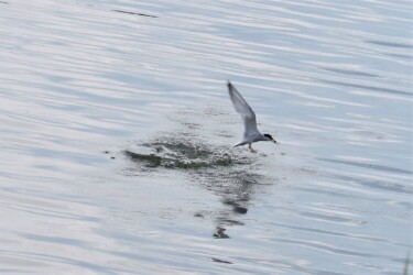 魚を咥えて飛び立つ
