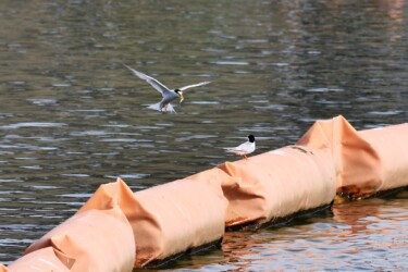 捕った魚を幼鳥に持ってくる