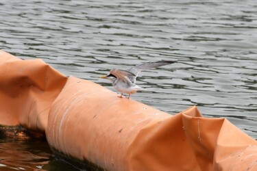 親が魚を持ってくるのを待つ幼鳥