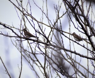 群れのカシラダカ