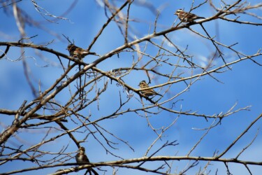 群れのカシラダカ