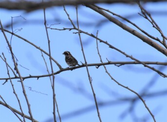 冠羽を閉じたカシラダカ