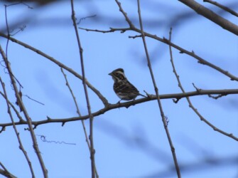 冠羽を立てたカシラダカ