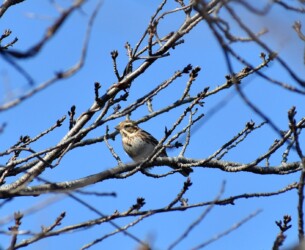 冠羽を閉じたカシラダカ