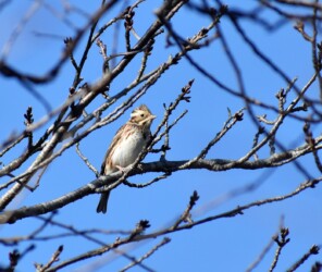 冠羽を立てたカシラダカ