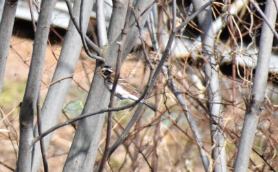 冠羽を閉じたカシラダカ