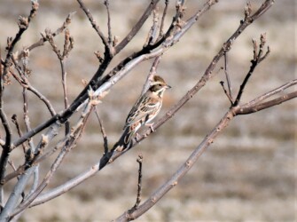 冠羽を立てたカシラダカ