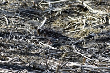採餌しているカシラダカ