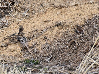 採餌しているカシラダカ