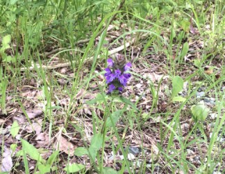 ウツボグサの花