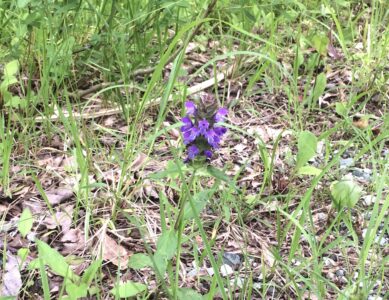 ウツボグサの花
