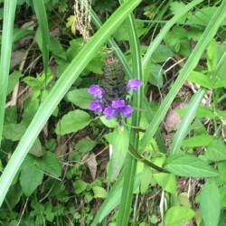ウツボグサの花
