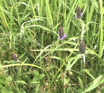 下から順番に花が咲く