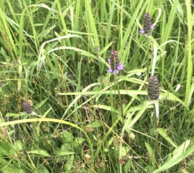 下から順番に花が咲く