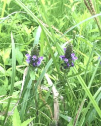 下から順番に花が咲く