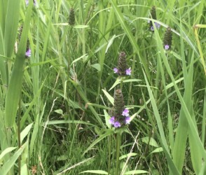 下から順番に花が咲く