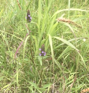 下から順番に花が咲く