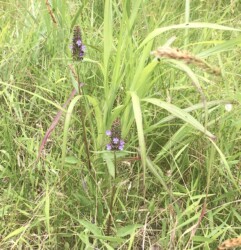 下から順番に花が咲く