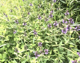 群生して咲くウツボグサ