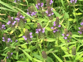 群生して咲くウツボグサ