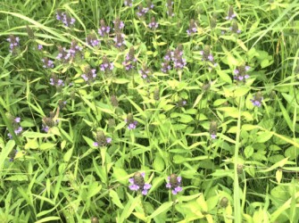 群生して咲くウツボグサ