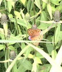 ウツボグサに吸蜜にくるヒョウモンチョウ