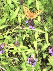 ウツボグサに吸蜜にくるヒョウモンチョウ