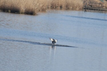 ④水面から飛び出す
