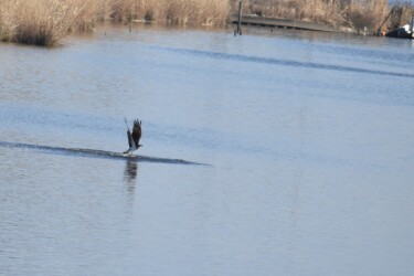 ⑤水面から飛び立つ
