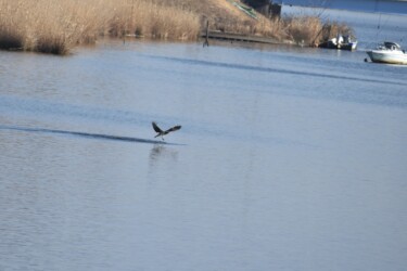⑥水面から離れる 狩りの失敗