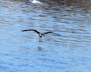①水面上を脚を広げて飛翔