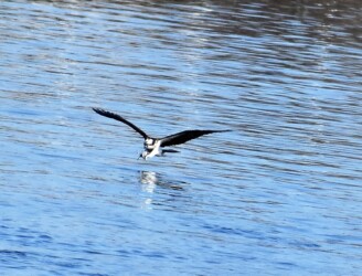 ②急ブレーキで魚を捕る体勢