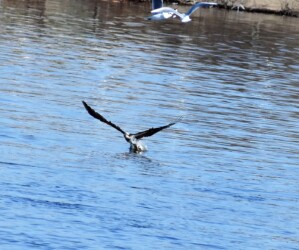 ③足を突っ込む