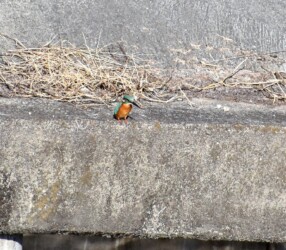 ①水面を見つめる