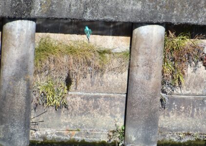 ②水面に突っ込む