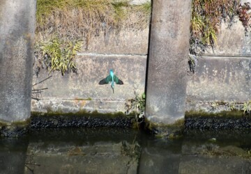②水面に突っ込む