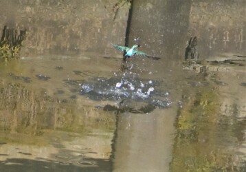 ④水面から飛び上がる