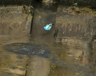 ⑤護岸まで飛翔する