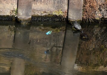 ⑤護岸まで飛翔する