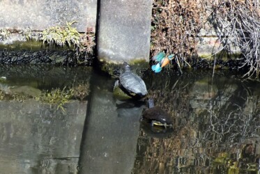 ⑤護岸まで飛翔する