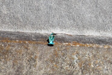 ⑦護岸に到着 魚を咥えている