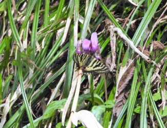 ウスバサイシンが食草のヒメギフチョウ