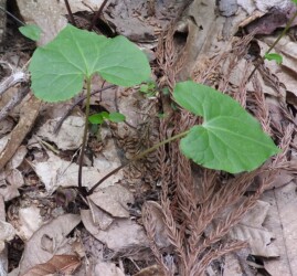 ウスバサイシン