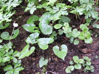 ウスバサイシン